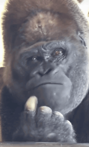 untitled.gif