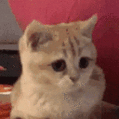 untitled.gif