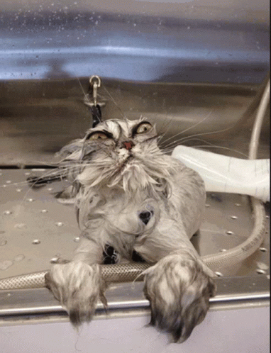 untitled.gif
