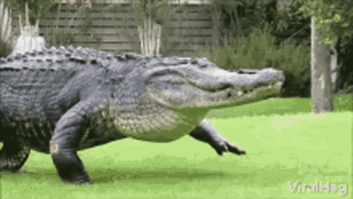 untitled.gif