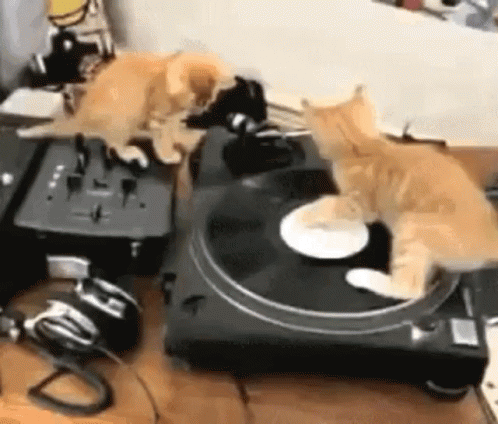 untitled.gif