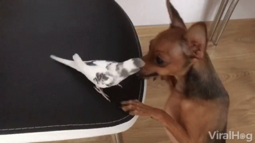 untitled.gif