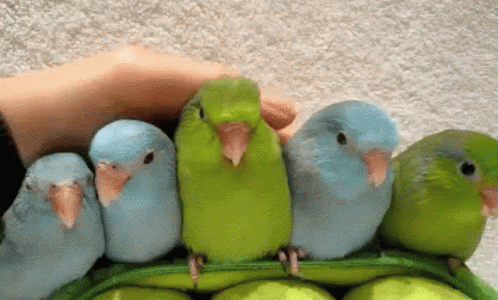 parrots