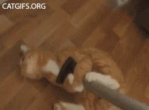 untitled.gif