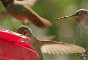untitled.gif
