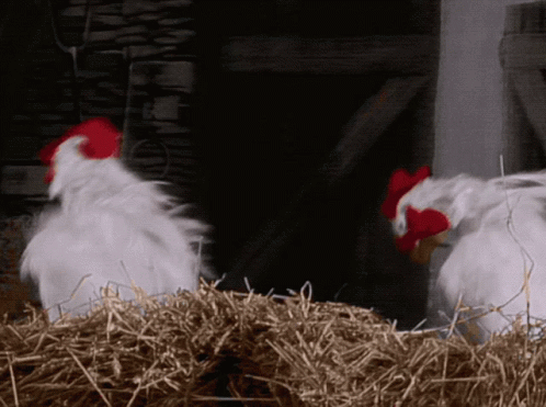 untitled.gif
