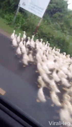 untitled.gif