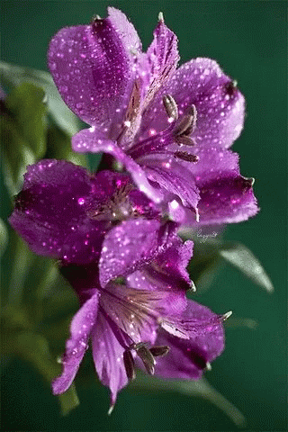 untitled.gif
