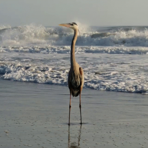 untitled.gif