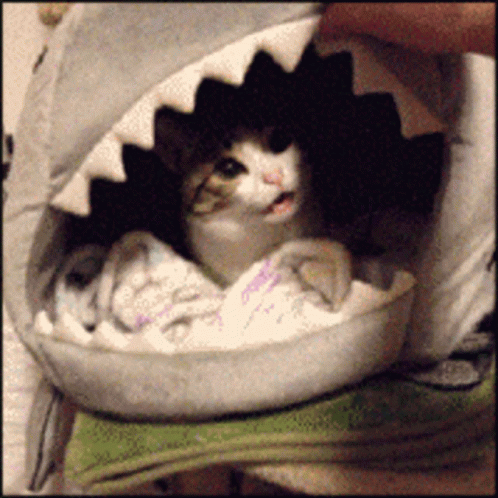 untitled.gif
