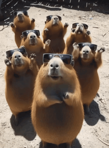 untitled.gif