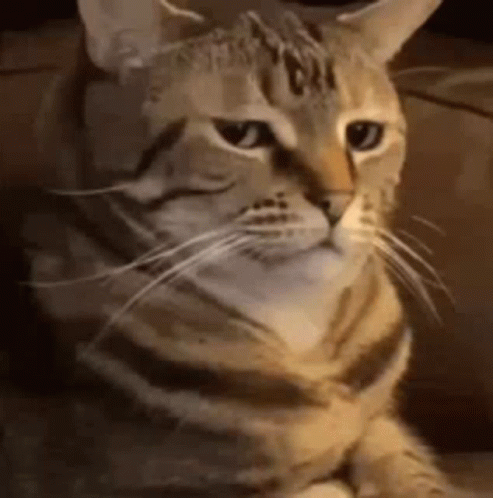 untitled.gif