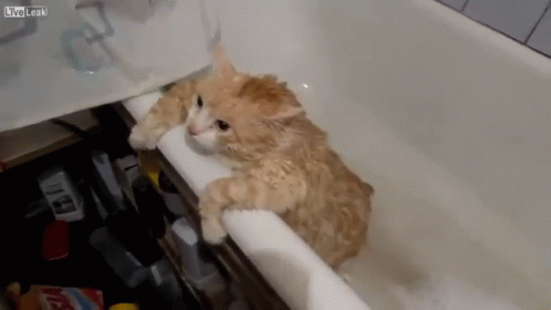 untitled.gif