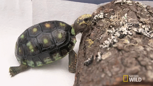 untitled.gif