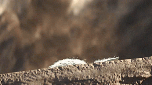untitled.gif