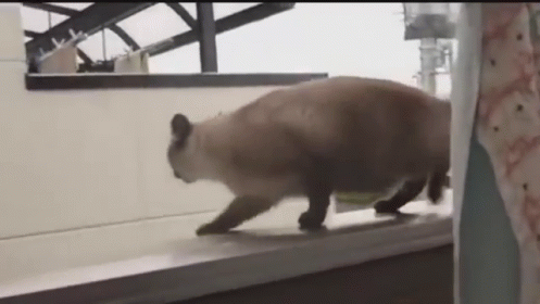 untitled.gif