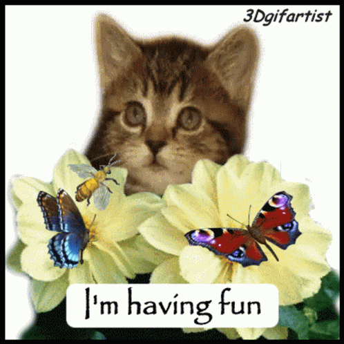 untitled.gif