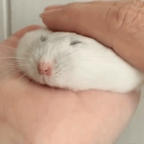 untitled.gif