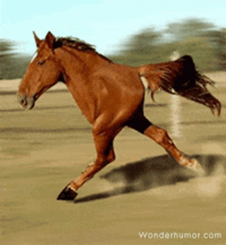 untitled.gif