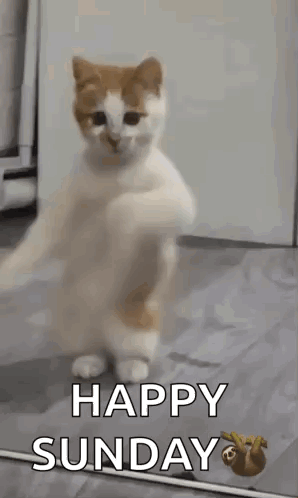 untitled.gif