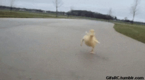 gif1