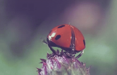 untitled.gif