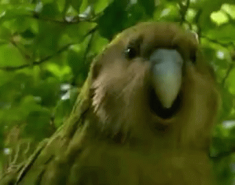 untitled.gif