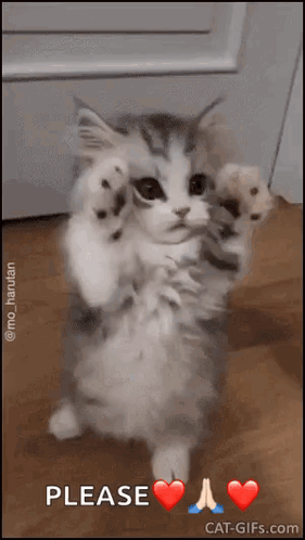 untitled.gif