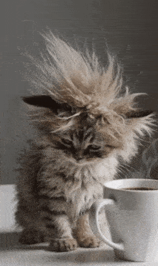 untitled.gif