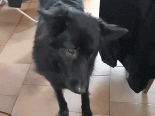 untitled.gif