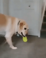 Sad Charlie Brown GIF