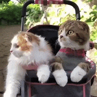 Dance Like No One Is Watching World Cup GIF by Animanias