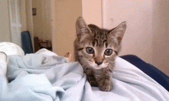 Excited Aww GIF