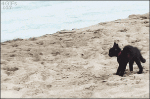 Good Night Cat GIF