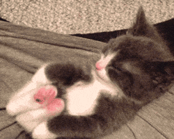 dance cat GIF