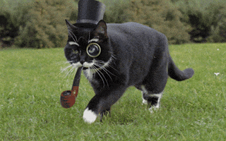 Top Hat Reaction GIF