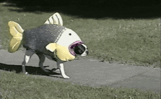 dog roll over GIF