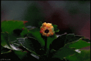 National Red Rose Day Flower GIF