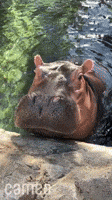 Happy Hippo GIF