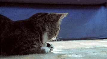 shocked cat GIF