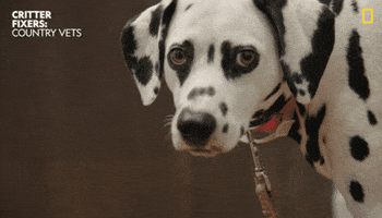 Cat Wow GIF by San Diego Zoo Wildlife Alliance