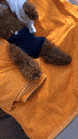 Tired Monday Morning GIF by Pibubear