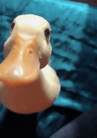 Kitten Tuck In GIF by MOODMAN