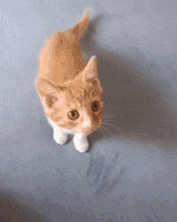Ice Hockey Hello GIF by NHL
