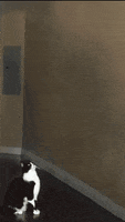 Cat GIF