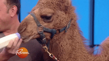 Thank You So Much GIF by megan lockhart