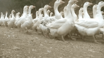 Dance Flowers GIF by krima&isa