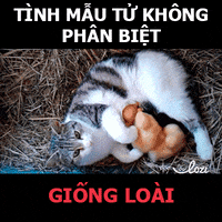 Good Night GIF