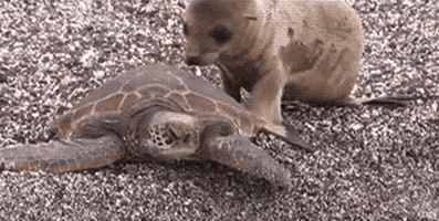 Dog Hug GIF