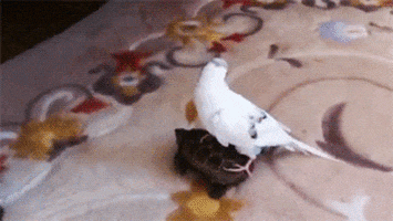 I Love You Flowers GIF by Hello All
